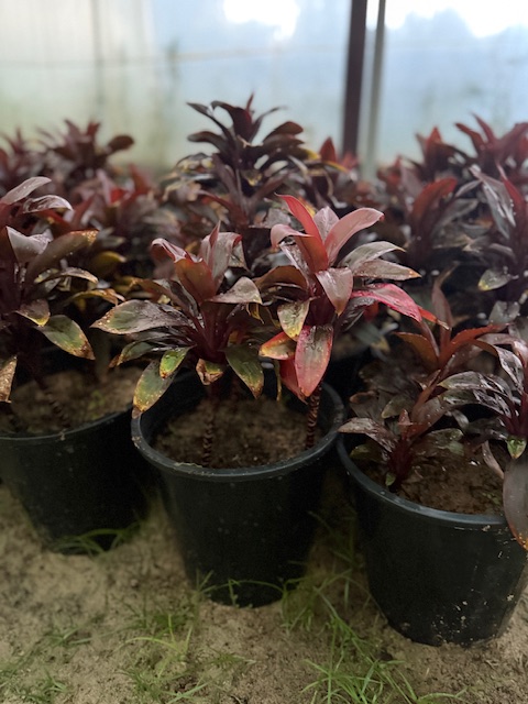 دارسينا اسود