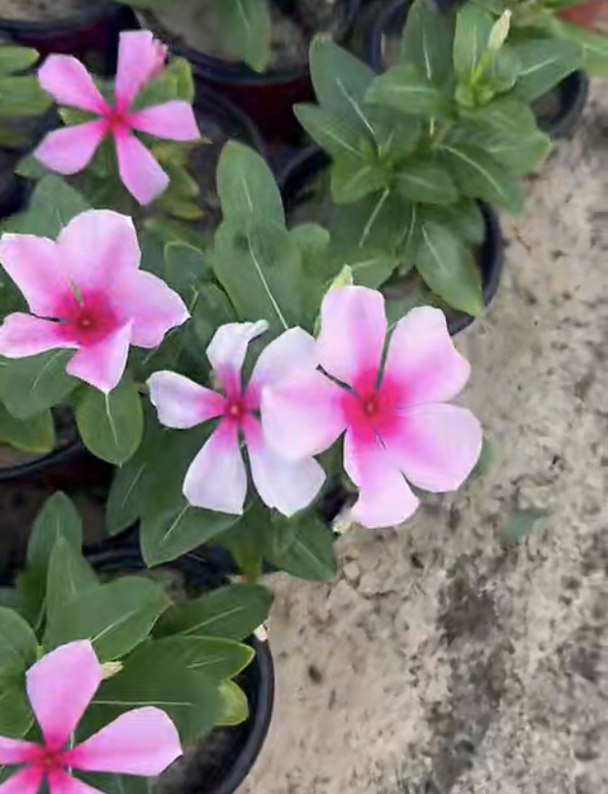 ورد فنكروزا 