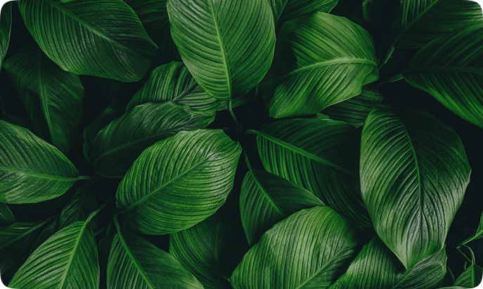  خصم خاص  علي أشهر النباتات