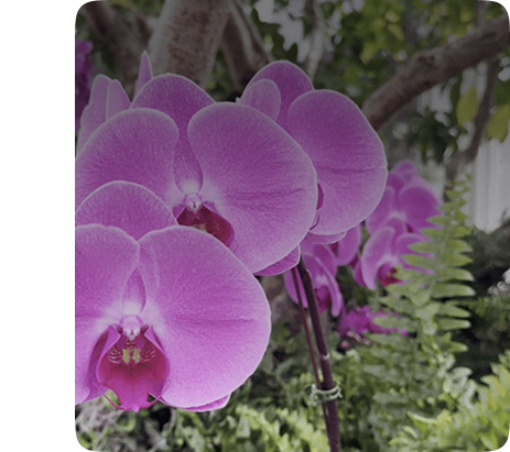 نبات الخارجيه